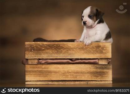 Little dog in a wooden crate