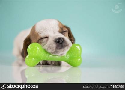 Little dog sleeps with a rubber bone
