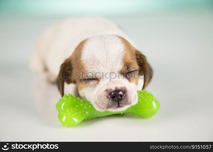 Little dog sleeps with a rubber bone