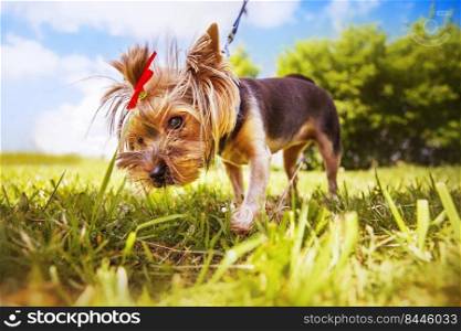 little dog walks in the park. a portrait of a Yorkshire terrier