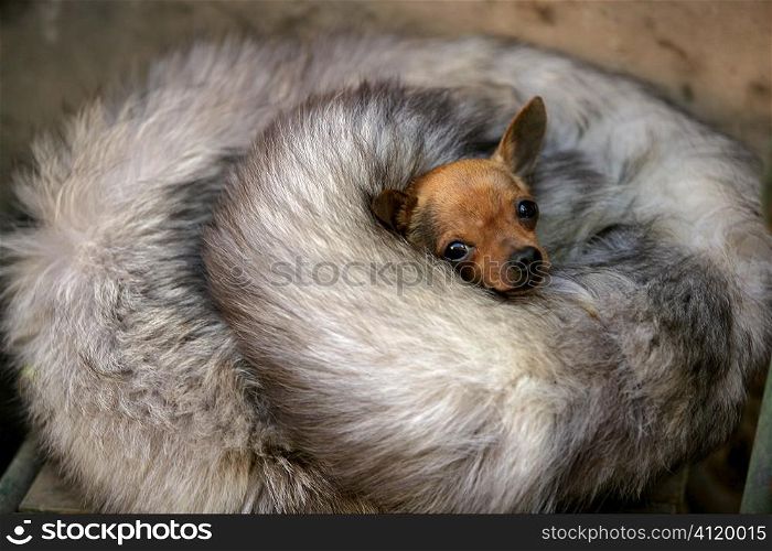 little dog with cold in winter with fox skin