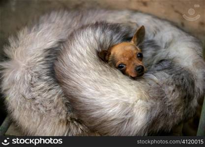 little dog with cold in winter with fox skin