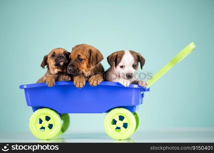 Little dogs in a toy wagon 