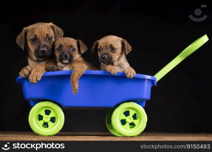 Little dogs in a toy wagon 