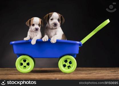 Little dogs in a toy wagon 