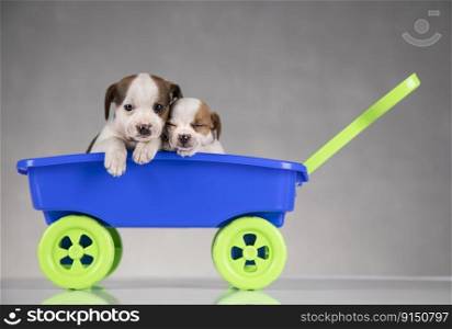 Little dogs in a toy wagon 