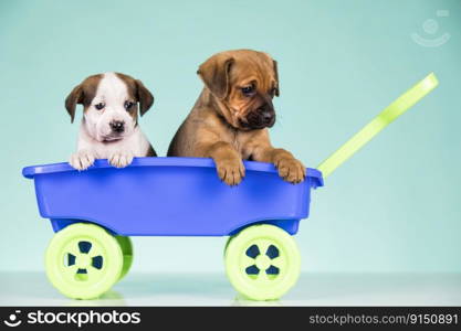 Little dogs in a toy wagon 