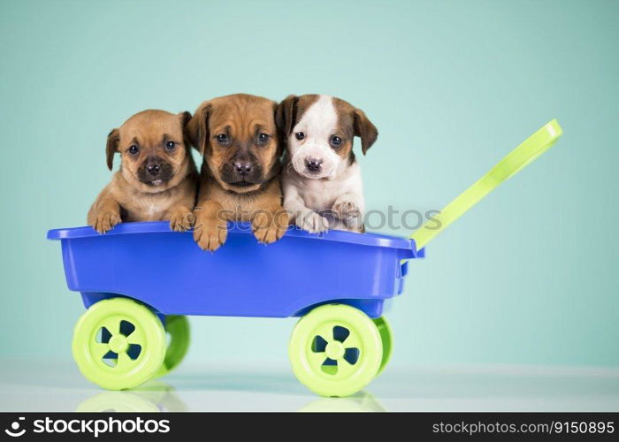 Little dogs in a toy wagon 