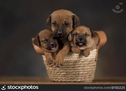 Little dogs in a wicker basket