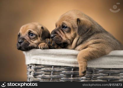 Little dogs in a wicker basket