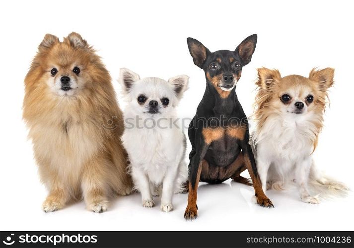 little dogs in front of white background