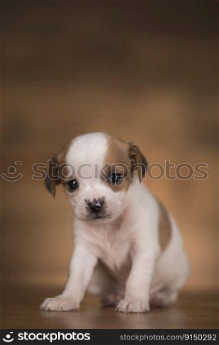 Little dogs on a wooden background