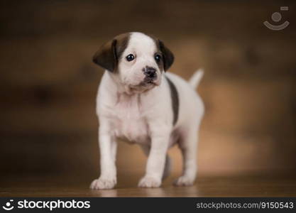 Little dogs on a wooden background