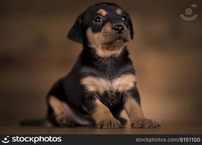 Little dogs on a wooden background