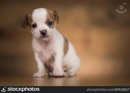 Little dogs on a wooden background