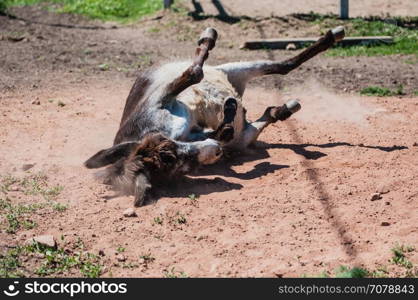 Little donkey outdoors in hot summer day