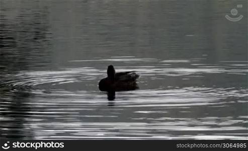 Little duck on river