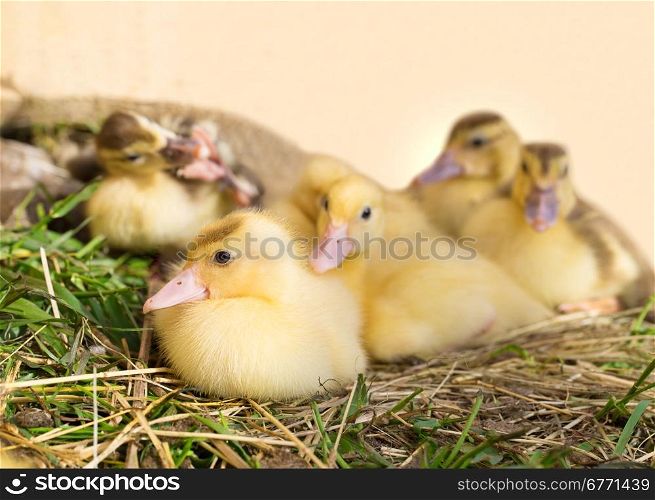 Little duckling with friend looking at the camera, outdoor shot, closeup