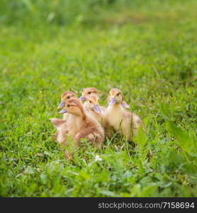 Little ducklings, pets, green grass in the background in the farm yard.. Little ducklings, pets, green grass in the background