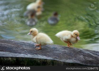 Little Ducklings standing on log and swimming in the pond at morning light. Free-range system. Agriculture, Farming. Happy duck. Cute and humor. Sakon Nakhon, Thailand. Warm tone. Selective focus.