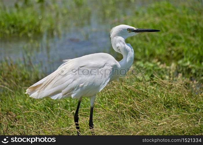 Little Egret, Egretta garzetta, Kaudulla National Park, Sri Lanka, Asia
