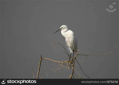 Little Egret, Egretta garzetta, perched on branch of tree, near Bhigwan, Maharashtra.