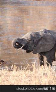 Little elephant drinks water with trunk