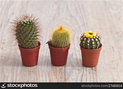 Little exotic spiked cactus plant for interior decoration