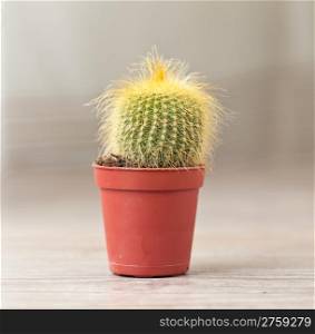Little exotic spiked cactus plant for interior decoration