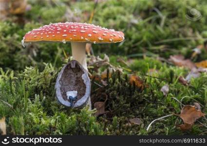 little figure man sitting in walnut shell reading newspaper in the forest under a mushroom with a hat of red and white dots. littel miniature man reading paper in forest