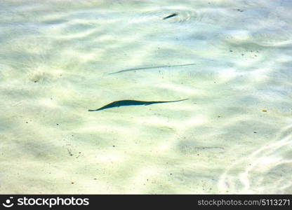 little fish isla contoy in mexico froath and foam the sea drop sunny day wave