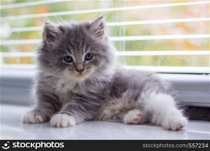 Little fluffy Grey Persian Maine coon kitten lies near the door and looking at camera . Newborn kitten, Kid animals and cats concept.. Little fluffy Grey Persian Maine coon kitten lies near the door and looking at camera . Newborn kitten, Kid animals and cats concept