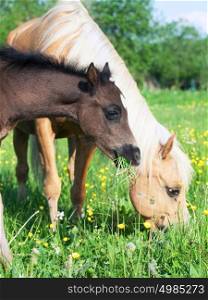 little foal of welsh pony with mom