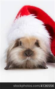 Little funny bunny in a Christmas cap