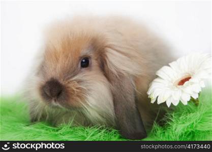 Little funny rabbit with flower on grass