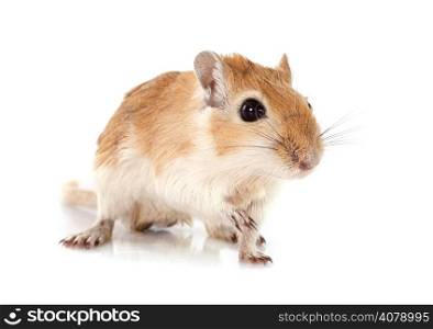 little gerbil in front of white background