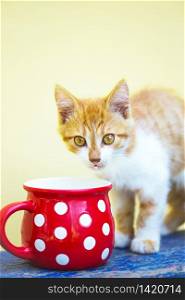 little ginger kitten drinks milk from a bright red cup