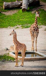 little giraffes in a zoo