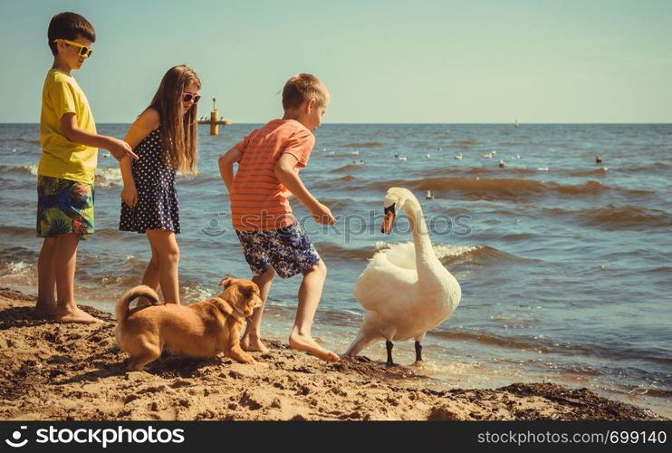 Little girl boys children kids having fun with swan on beach at sea. Summer vacation holidays relax.. Little girl boys kids on beach have fun with swan.