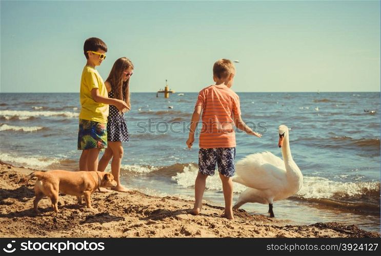 Little girl boys kids on beach have fun with swan.. Little girl boys children kids having fun with swan on beach at sea. Summer vacation holidays relax.