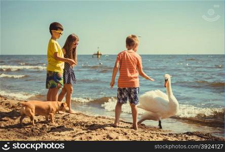 Little girl boys kids on beach have fun with swan.. Little girl boys children kids having fun with swan on beach at sea. Summer vacation holidays relax.