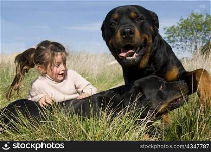 little girl frightened and two dangerous purebred rottweiler