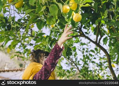 little girl harvesting lemons