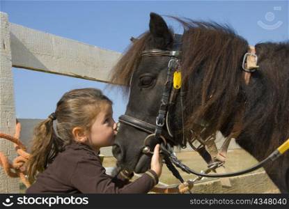 little girl kissing her pony purebred shetland on the nose