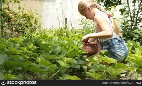 Little girl picking fresh strawberry on smallholder farm