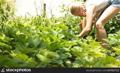 Little girl picking fresh strawberry on smallholder farm