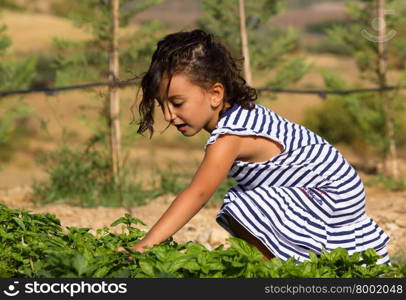 Little girl playing in the garden picking basil
