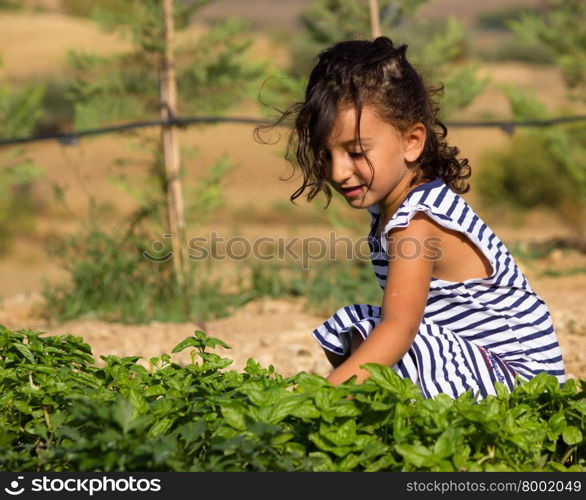 Little girl playing in the garden picking basil