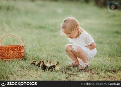 little girl playing with ducklings. The concept of children with animals. girls at sunset with lovely ducklings. little girl playing with ducklings. girls at sunset with lovely ducklings. The concept of children with animals.