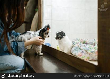 Little girl shows puppy to her dog, future friends, pet store. Child buying equipment in petshop, accessories for domestic animals. Little girl shows puppy to her dog, pet store